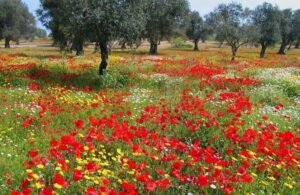 1 Maggio