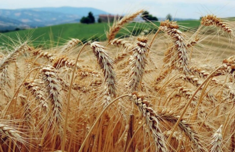 Campo di Grano a Barbara