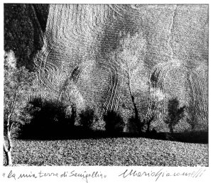 "La Mia Terra di Senigallia" di Mario Giacomelli 